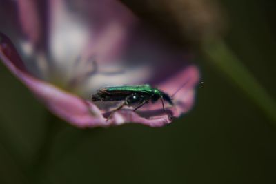 Close-up of insect on purple flower