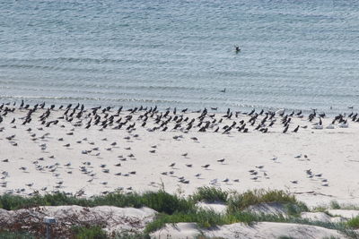 High angle view of birds flying over sea