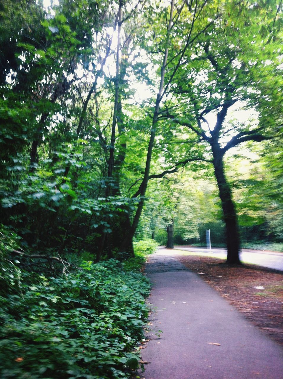 the way forward, tree, road, diminishing perspective, transportation, growth, vanishing point, tranquility, nature, footpath, green color, street, treelined, tranquil scene, branch, empty road, beauty in nature, empty, day, long