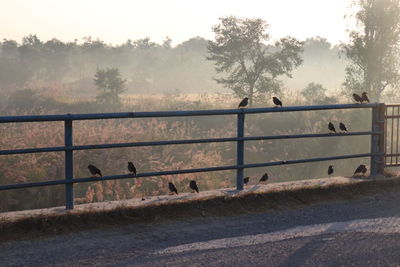 Birds perching on railing against trees