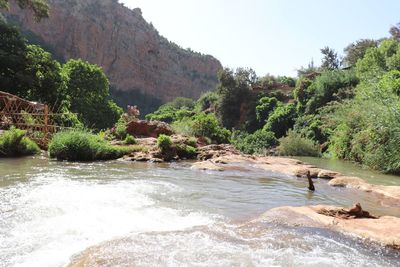 Scenic view of river amidst trees against sky