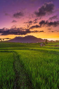 Indonesian portrait, the view of the green rice terraces in the morning is sunny