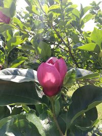 Close-up of pink tulip blooming on tree