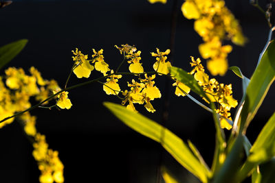 Close-up of yellow flowers