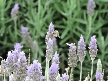 Close-up of purple flowers
