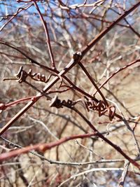 Low angle view of branches against sky