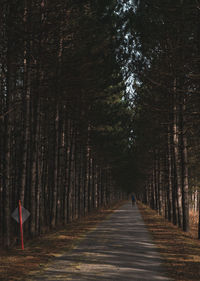 Road amidst trees in forest