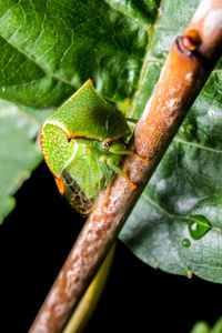 Close-up of insect on plant