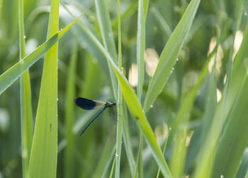 Close up of dragonfly on grass