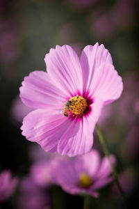 Close-up of insect pollinating flower