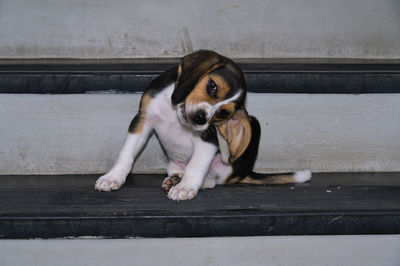 pet