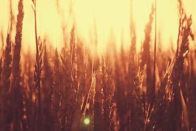 Close-up of stalks in field against sunset