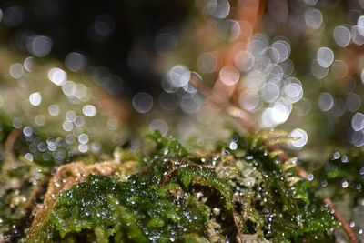 Close-up of wet plant