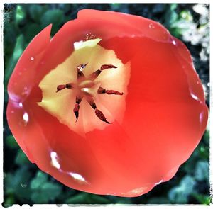 Close-up of red flowers