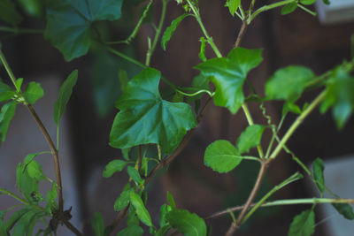 Close-up of fresh green leaves