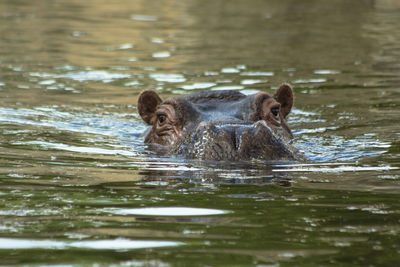 Hippopotamusswimming in a lake