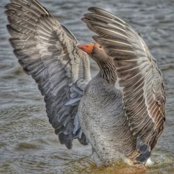 Birds flying over lake