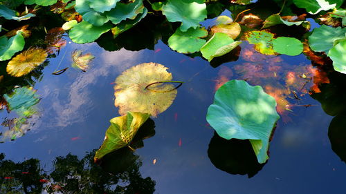 Lotus water lily in lake