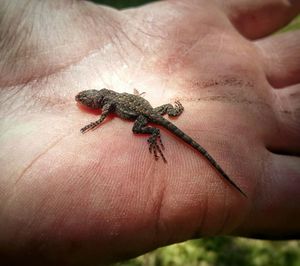 Cropped image of hand holding lizard