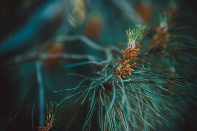 Close-up of spider on plant