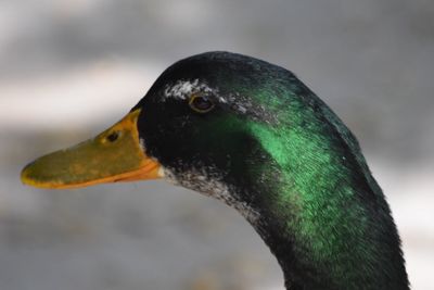 Close-up of a bird