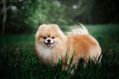 Portrait of dog on field