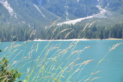 Close-up of grass against sky