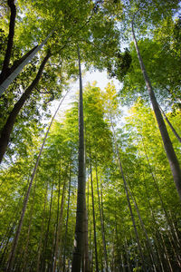 Low angle view of bamboo trees in forest