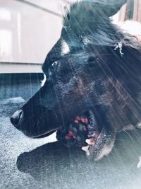 Close-up of a dog looking away