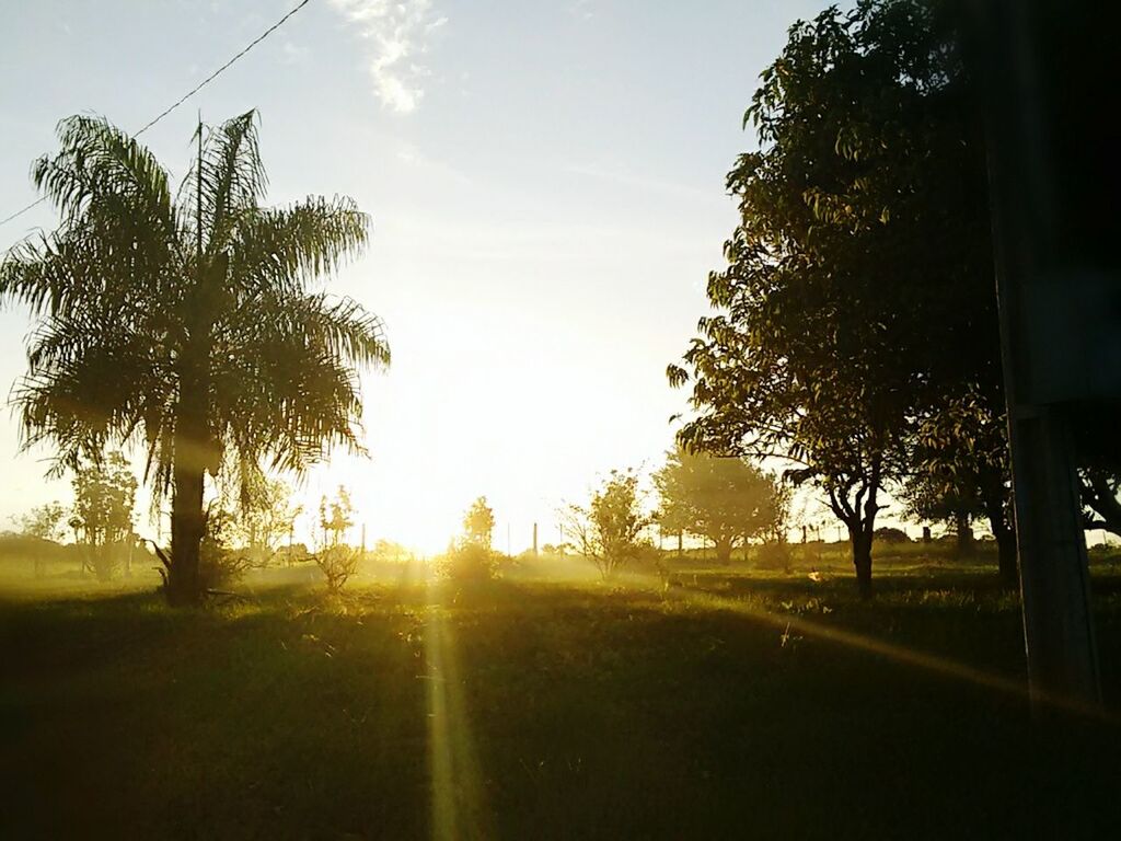 tree, sun, sunset, tranquility, sunlight, silhouette, tranquil scene, sky, field, nature, sunbeam, landscape, growth, scenics, lens flare, grass, beauty in nature, road, clear sky, no people