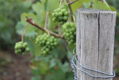 Close-up of green grapes in vineyard next to wooden post
