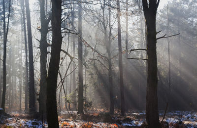 Trees in forest during winter