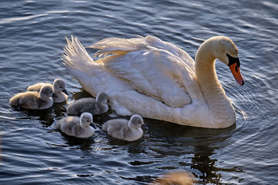 Swans in lake