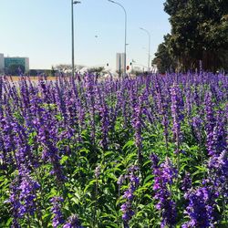 Purple flowering plants against sky