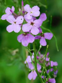 Close-up of purple flowers