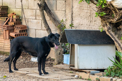 Black dog on footpath