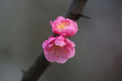 Close-up of pink flowers