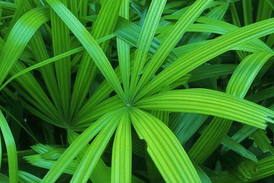 High angle view of palm leaf