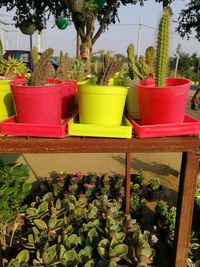 Close-up of potted plants