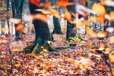 Low section of trees on field during autumn