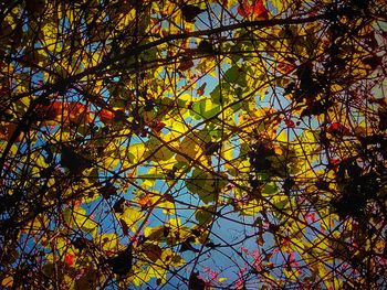 Low angle view of tree against sky during autumn