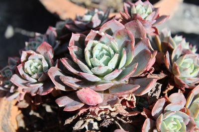 Close-up of succulent plant