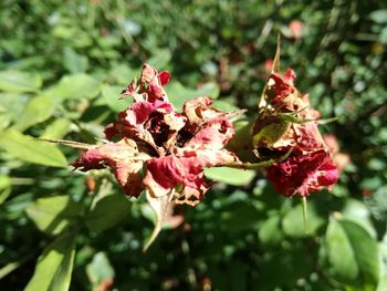 Close-up of pink flowering plant