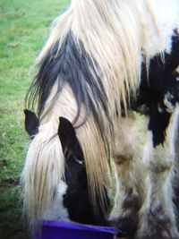 Close-up of horse