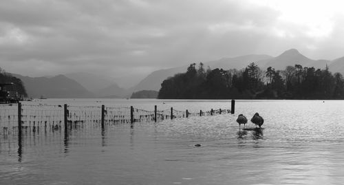 Swans swimming on lake against mountains