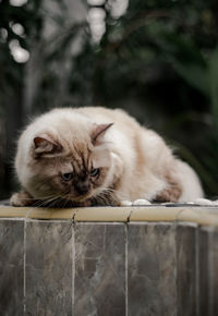 Close-up portrait of a cat