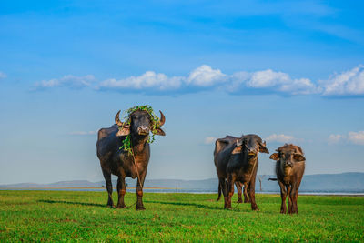 Animals on a field