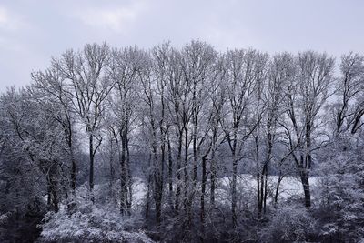 Trees on field