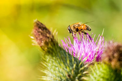 Close-up of honey bee pollinating on pink flower