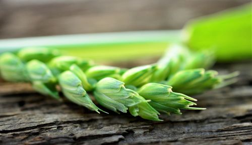 Close-up of green leaves on table